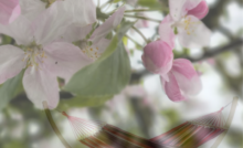Schutz vor Pollen und Blütenstaub: So bleibt deine Hängematte sauber im Frühling